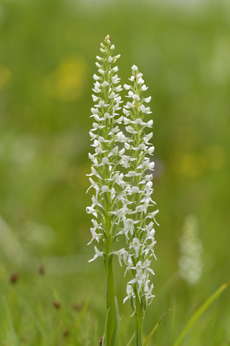 iNaturalist observation photo of white bog orchid