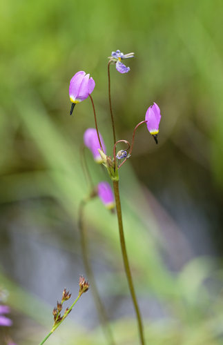iNaturalist observation photo of alpine shooting star