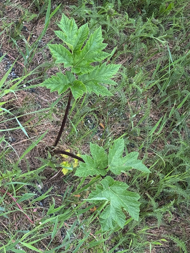 common cowparsnip