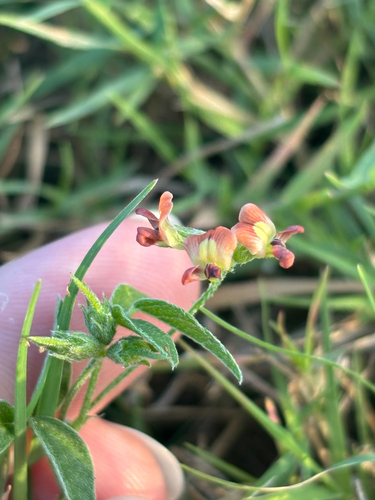 Pediomelum rhombifolium, photograph 4