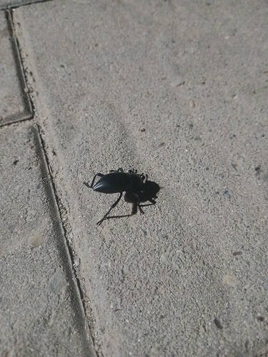 iNaturalist observation photo of Darkling Beetles