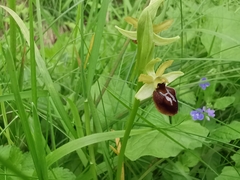 Ophrys sphegodes sphegodes