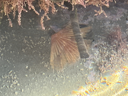 Mediterranean Fanworm