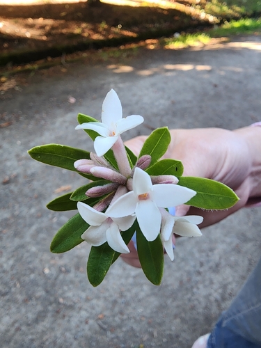 Daphne odora