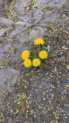 Taraxacum officinale