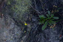 Goodenia caroliniana