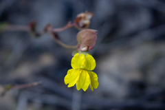 Goodenia caroliniana