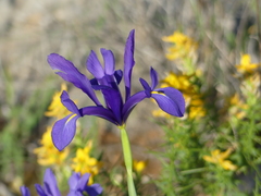 Iris xiphium