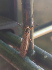 Nephrotoma cornicina