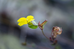 Goodenia caroliniana
