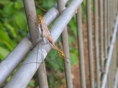 Nephrotoma cornicina