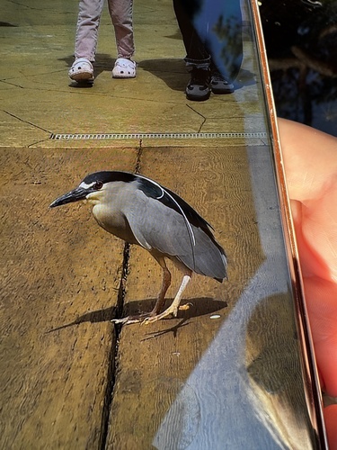 Black-crowned Night Heron