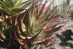 Aloe glauca
