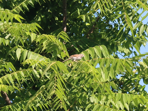 Song Sparrow photographed in New Hampshire