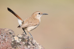 Ochetorhynchus phoenicurus