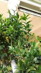 Jasminum grandiflorum