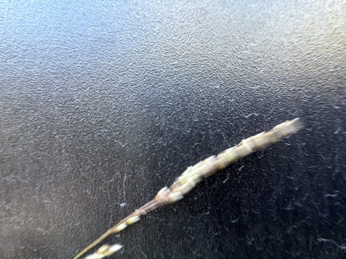 Deschampsia elongata, photograph 4
