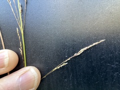 Deschampsia elongata, photograph (c) Dee Shea Himes, some rights reserved (CC BY)
