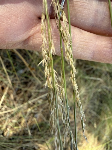 Deschampsia elongata, photograph 5