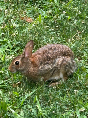 Eastern Cottontail