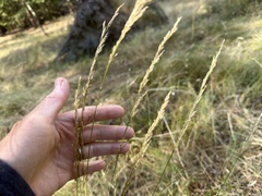 Deschampsia elongata, photograph (c) Dee Shea Himes, some rights reserved (CC BY)