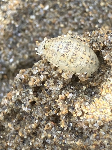 Sand Piranha
