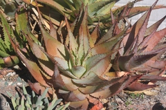 Aloe glauca