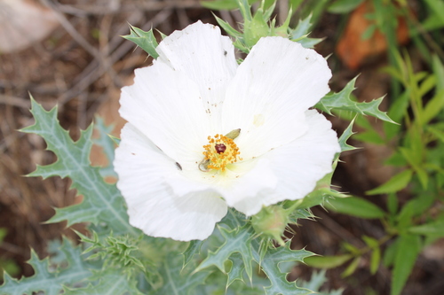 Argemone arida (Argemone arida)
