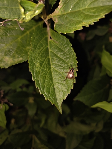 Oriental Beetle