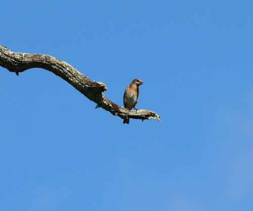 Eastern Bluebird photographed in New Hampshire