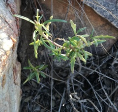 Senecio crassiusculus