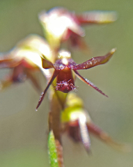 Genoplesium morrisii