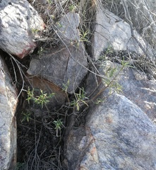 Senecio crassiusculus