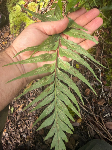 Asplenium contiguum, 2026-06-26
