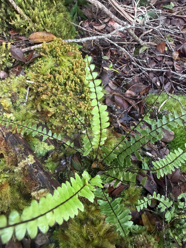 Asplenium normale observed 2026-06-26