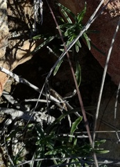 Senecio crassiusculus