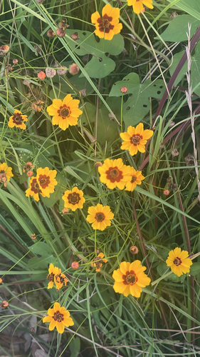 plains coreopsis