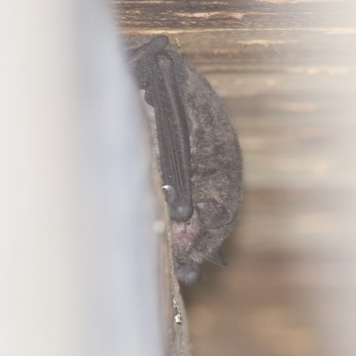 Southern Myotis (Myotis macropus)