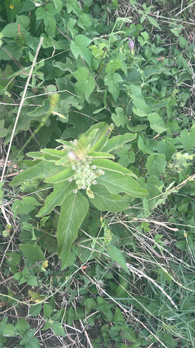 Zizotes milkweed