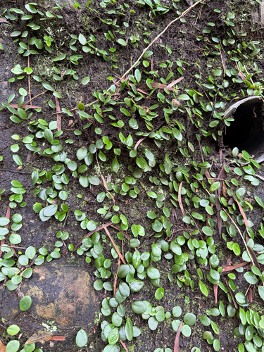 Green penny fern