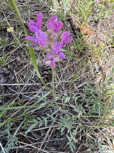 Lambert's Locoweed
