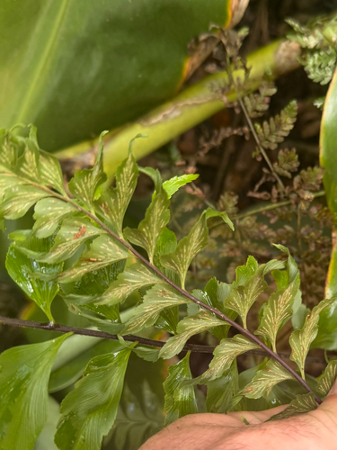 Asplenium polyodon, 2026-06-26