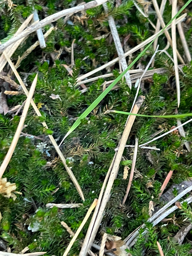 Selaginella underwoodii, photograph 2