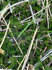 Selaginella underwoodii, photograph author not stated, no rights reserved