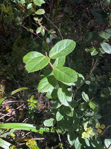Vaccinium dentatum observed 2026-06-26