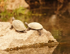 Kinosternon hirtipes murrayi