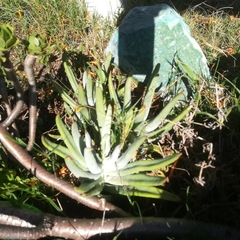 Cotyledon orbiculata dactylopsis