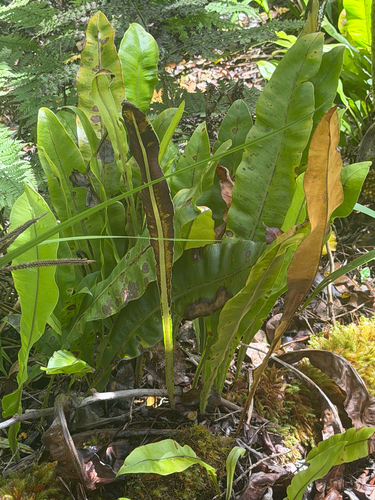 Elaphoglossum crassicaule observed 2026-06-26