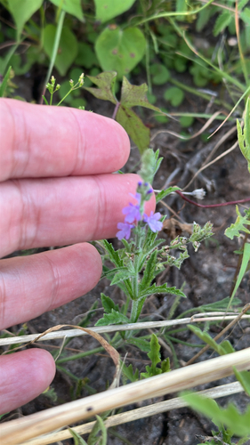 Woolly Vervain