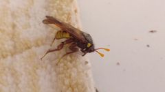 Cimbex quadrimaculatus
